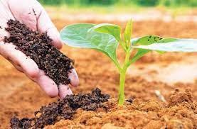 Organic Farming: जैविक खेती किसे कहते हैं, जैविक खेती के लाभ, जैविक खेती के बारे में जानकारी, 2024