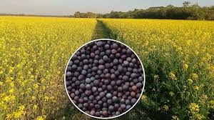 Mustard farming: सरसों की खेती में लागत से 10 से 15 गुना ज्यादा कमाना चाहते हैं मुनाफा, तो फसल में करें ये जरूरी काम 2024