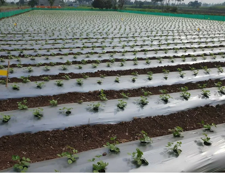 Mulching Guide