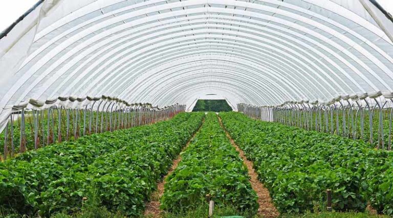 Horticulture: प्रदेश के विकास में उद्यानिकी का भी महत्वपूर्ण योगदान 2024