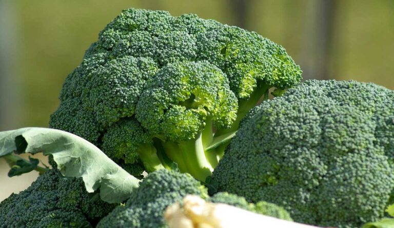 Broccoli Farming :ब्रोकली की खेती in Hindi 2024